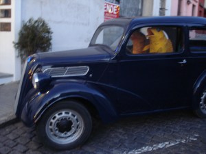 Fish out for a sunday drive