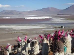llamas with pink ear tassels for protection by the Pachamama, bolivia by the red lagoon