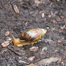 a journey into the wilderness