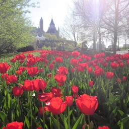 Differences between Canadians and Americans