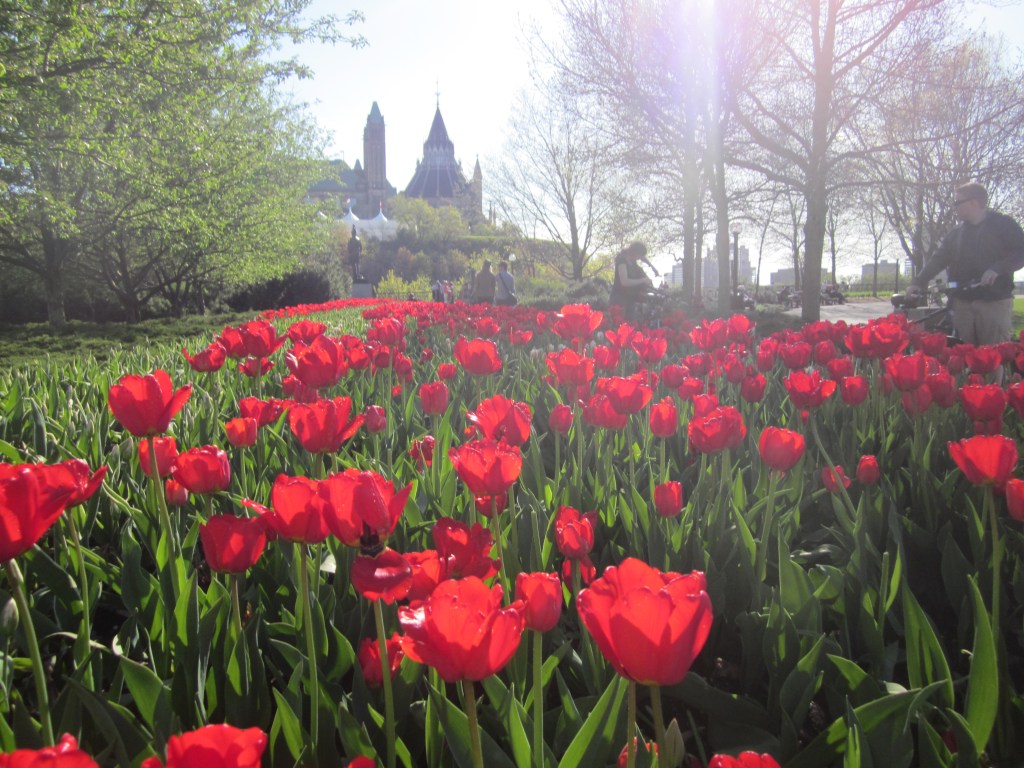 every spring they have a tulip festival, and suddenly millions of tulips fill the city!