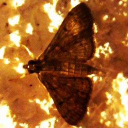 the life of the moth