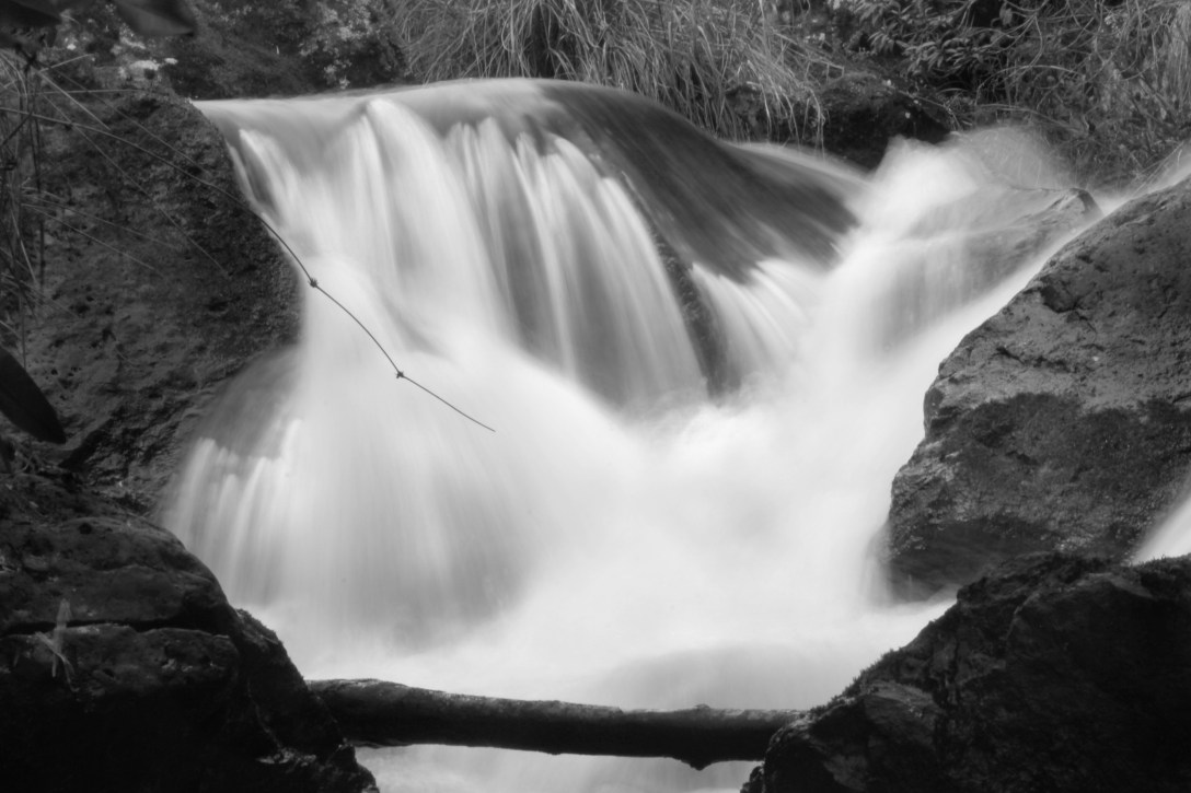 amplificacion 2_semana 7_bittner