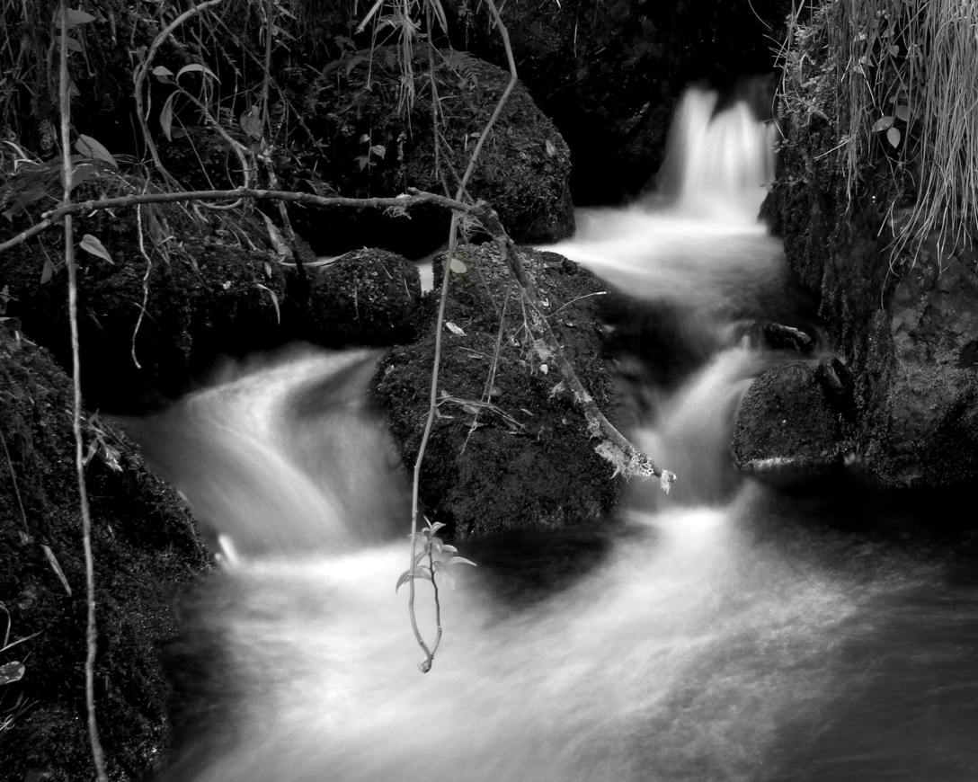 amplificacion 4_semana 7_bittner