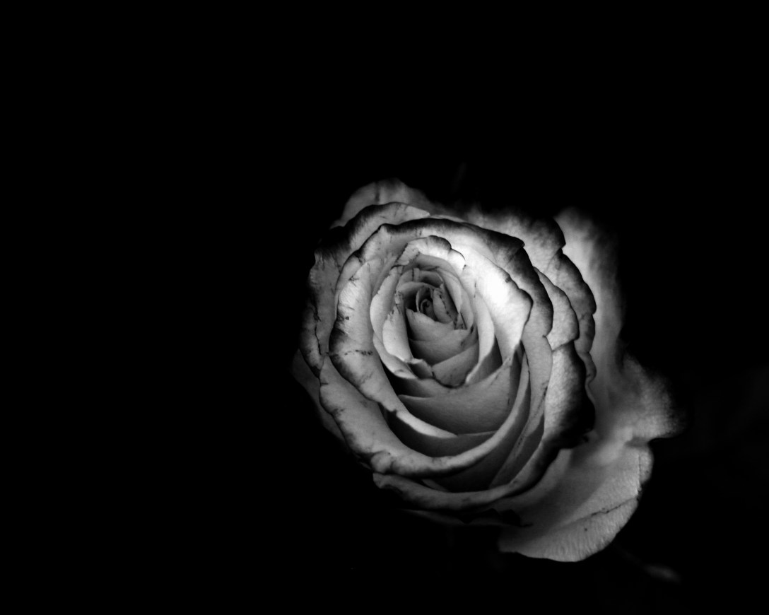 bittner_enlarge1_week 6