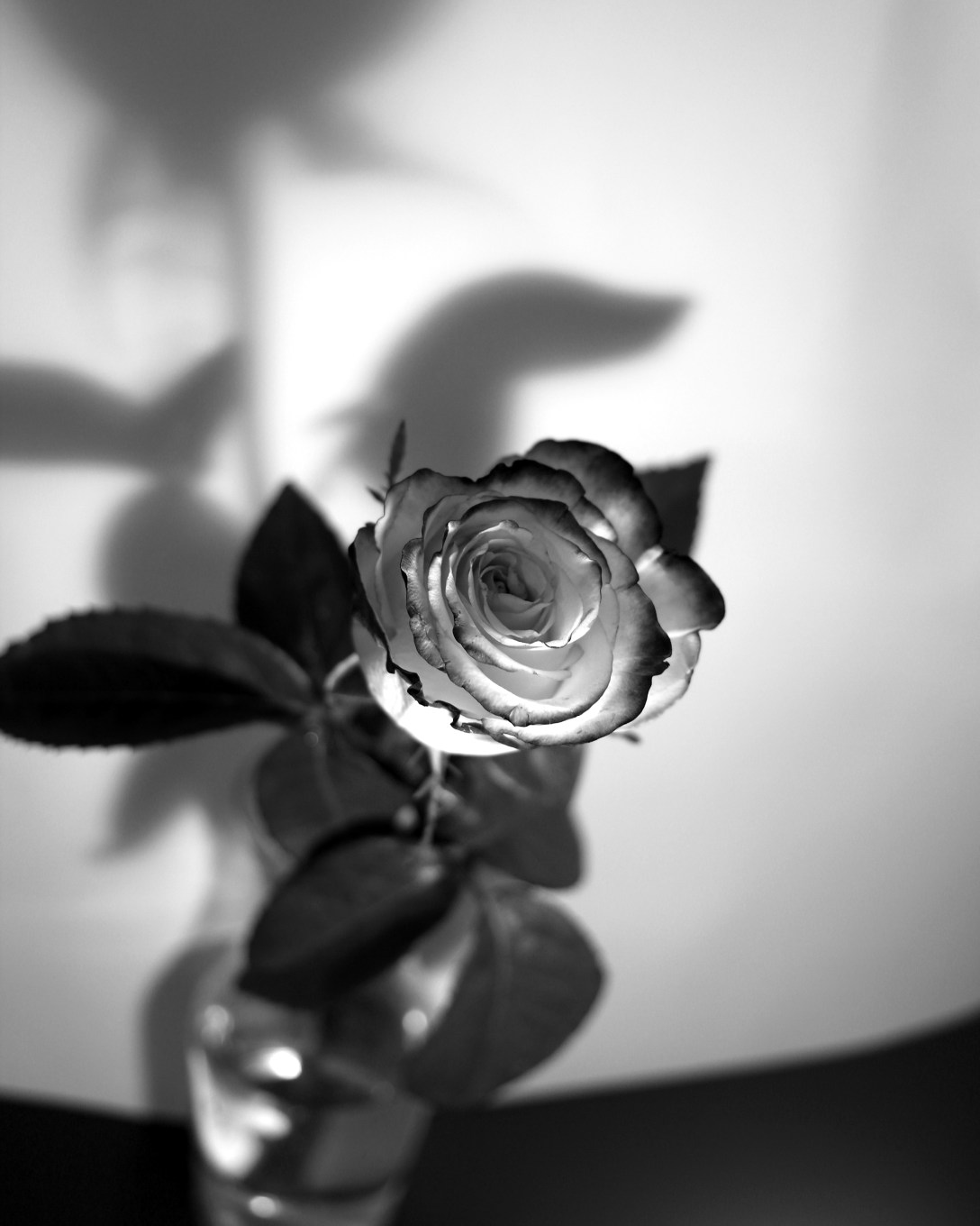 bittner_enlarge3_week 6