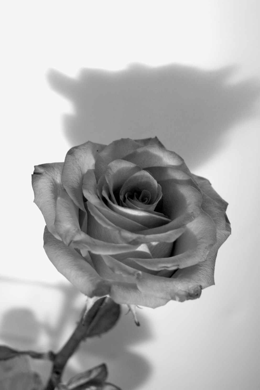 bittner_enlarge4_week 6