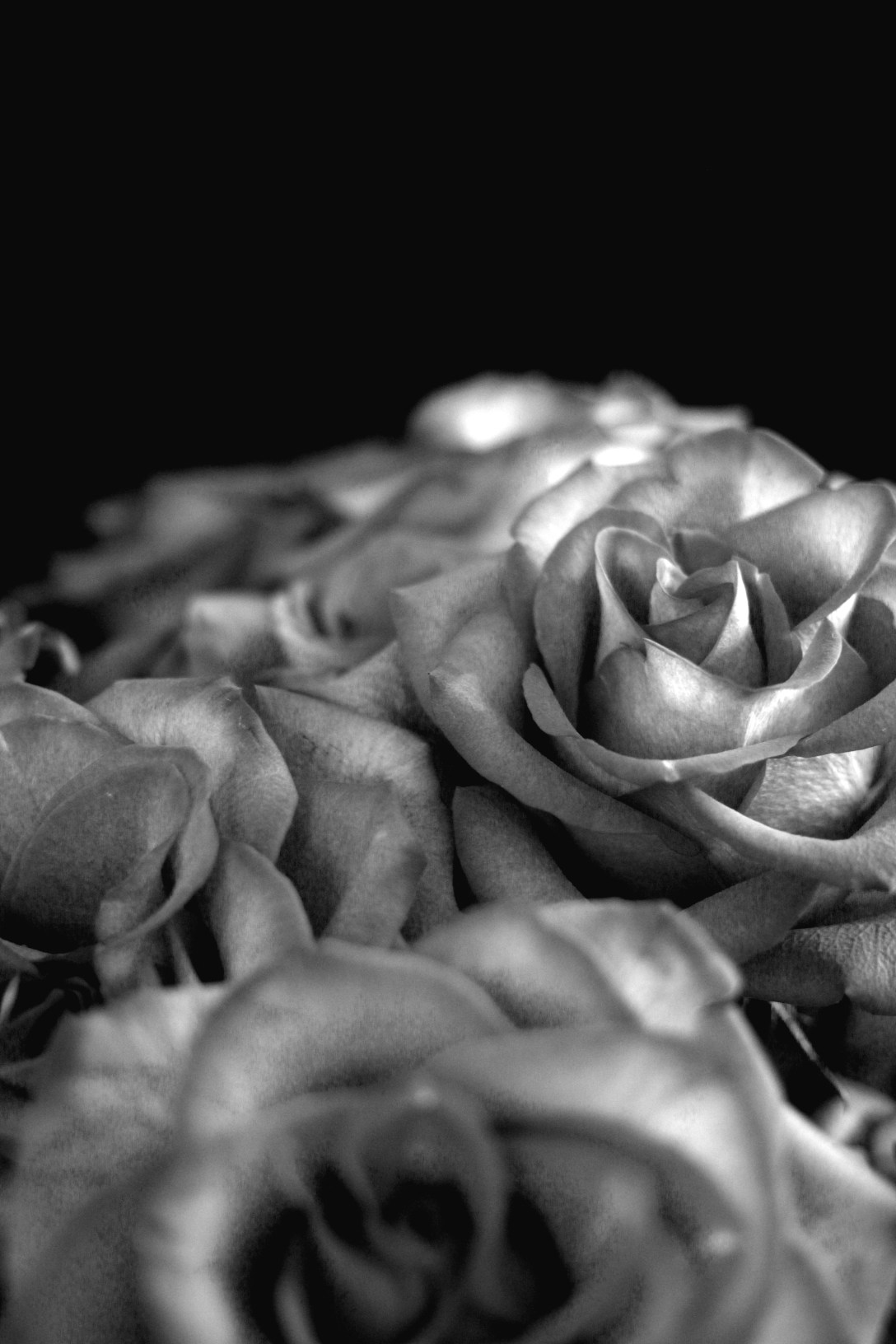 bittner_enlarge5_week 6