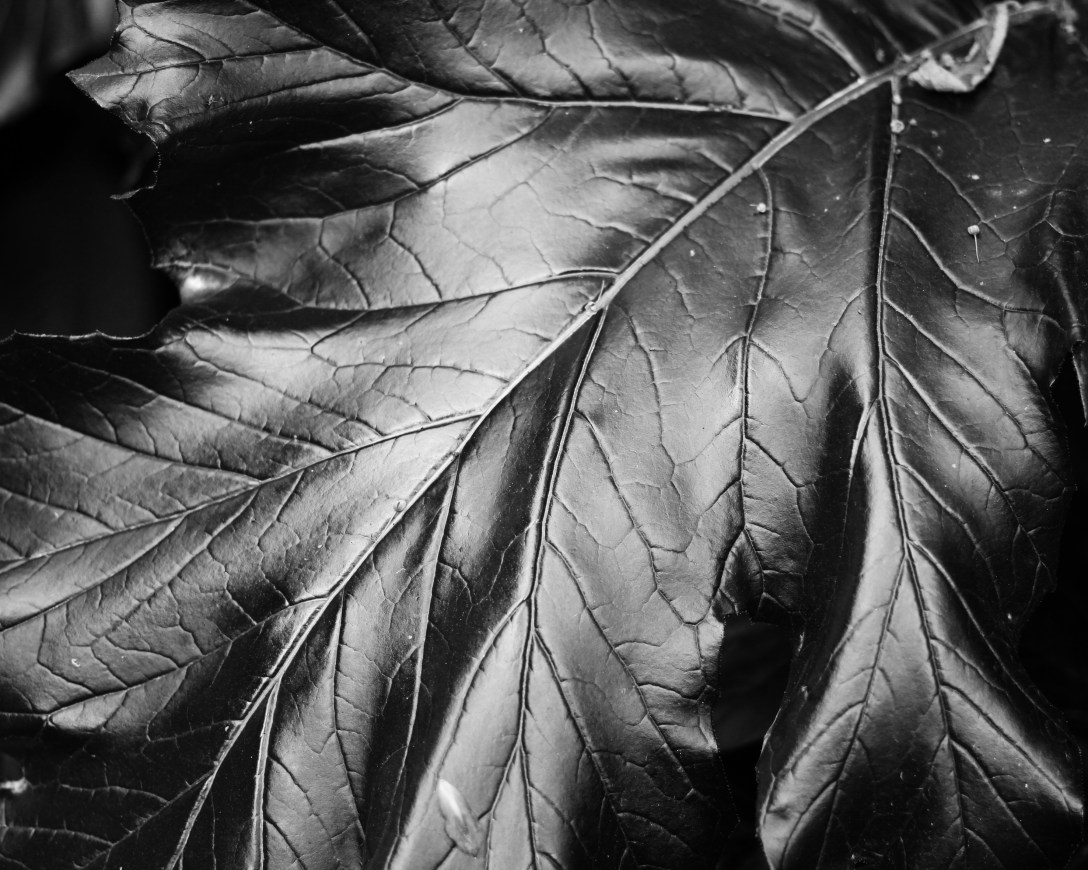 bittner_week 3_englarge 3