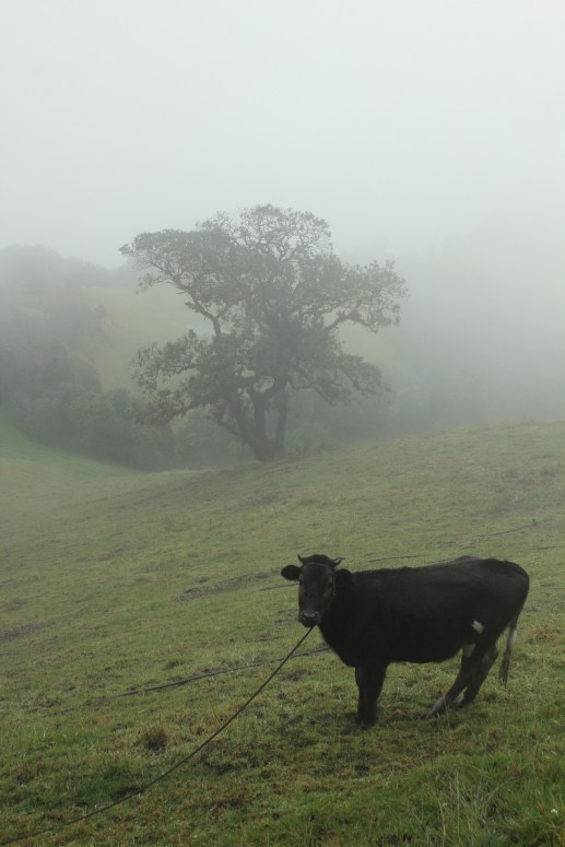 cow in the mist