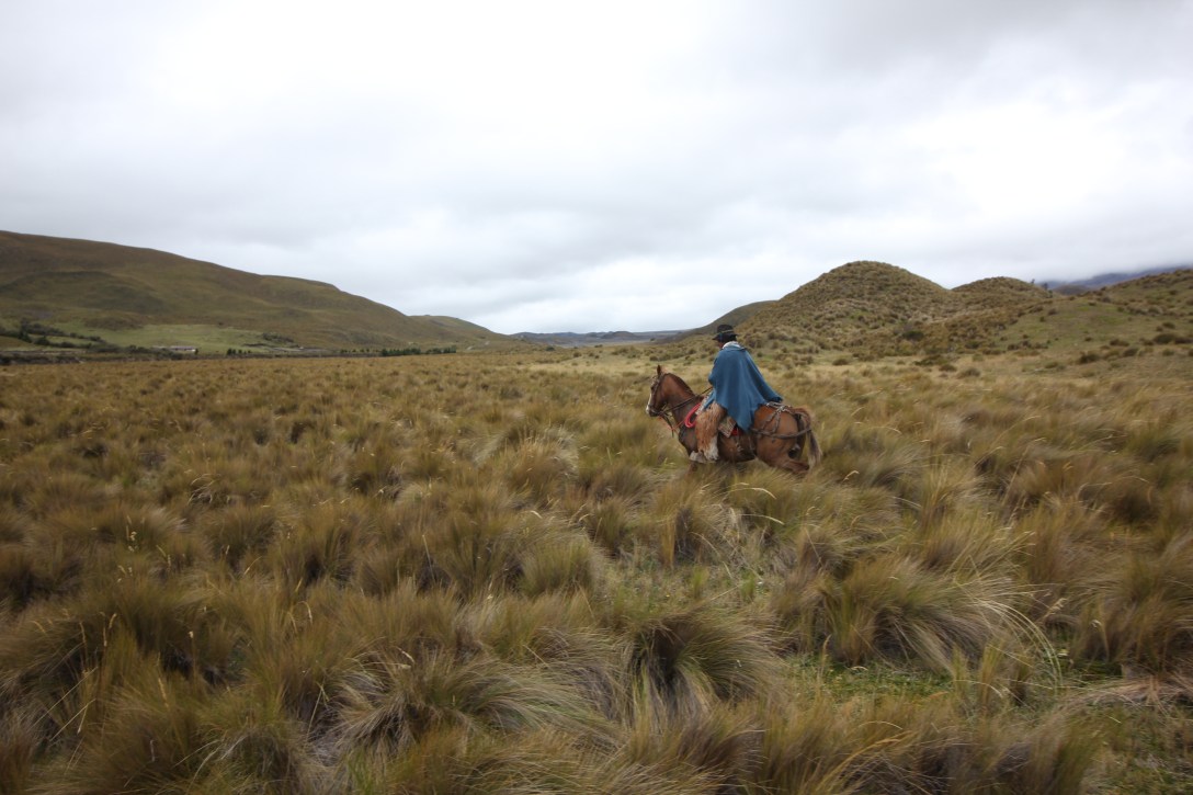 Vaquero in Cotopaxi