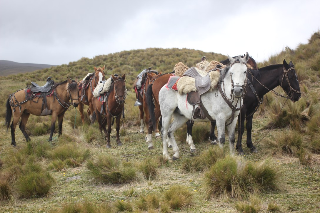 Horseback ride in Cotopaxi